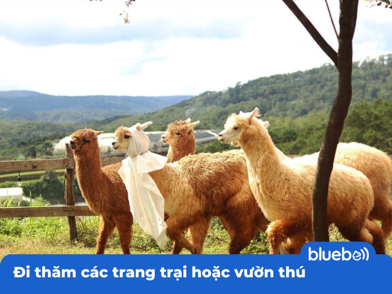 Đi thăm các trang trại hoặc vườn thú