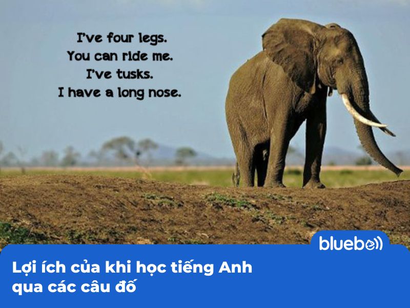 Lợi ích của khi học tiếng Anh qua các câu đố