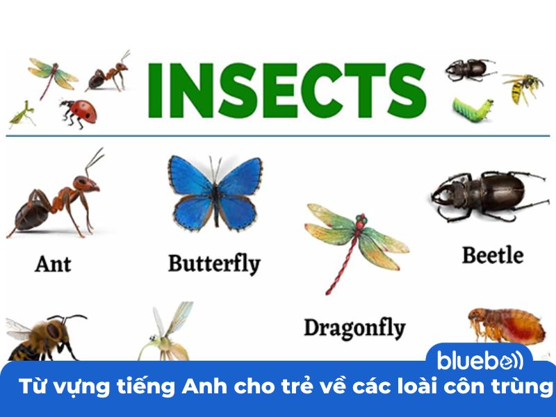 Từ vựng tiếng Anh cho trẻ về các loài côn trùng