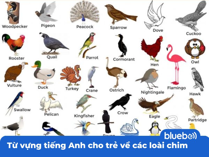Từ vựng tiếng Anh cho trẻ về các loài chim